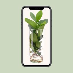 Clusia In Cylinder Glas (11131)