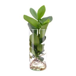Clusia In Cylinder Glas (11131)