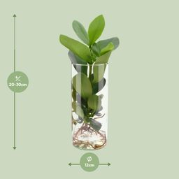 Clusia In Cylinder Glas (11131)