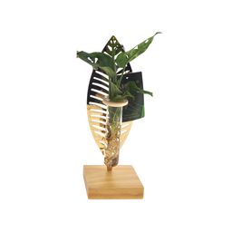 Mother's Day - Kamerplanten Mix In Verona Glas - - 1 stuk (11113)