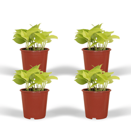 Epipremnum Golden Pothos (Scindapsus) - 4 stuks (10286)
