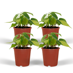 Philodendron Scandens Brasil - 4 stuks (10289)