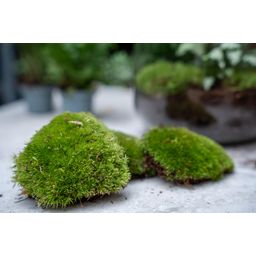 Planten terrarium pakket - Coffea Arabica - Navulling & Startpakket - DIY (8720872020563)