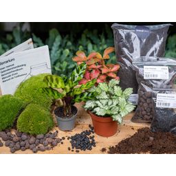 Planten terrarium pakket - Calathea Lancifolia - Navulling & Startpakket - DIY (14654)