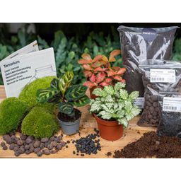 Planten terrarium pakket - Calathea Makoyana - Navulling & Startpakket - DIY - Package 2 (8720872020556)