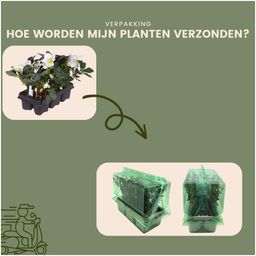 Plants by frank Set van 48 kerstroos planten | 48x Helleborus niger 'Christmas Carol' | 7 cm Ø | 20 cm ↕ (8721001420407)