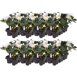 Plants by frank Set van 48 kerstroos planten | 48x Helleborus niger 'Christmas Carol' | 7 cm Ø | 20 cm ↕ (8721001420407)