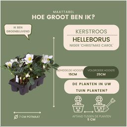 Plants by frank Set van 48 kerstroos planten | 48x Helleborus niger 'Christmas Carol' | 7 cm Ø | 20 cm ↕ (8721001420407)