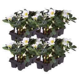 Plants by frank Set van 24 kerstroos planten | 24x Helleborus niger 'Christmas Carol' | 7 cm Ø | 20 cm ↕ (8721001420391)