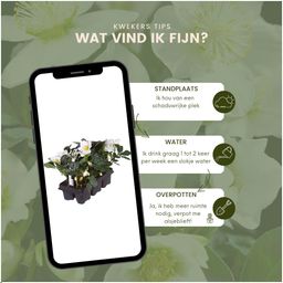 Plants by frank Set van 24 kerstroos planten | 24x Helleborus niger 'Christmas Carol' | 7 cm Ø | 20 cm ↕ (8721001420391)