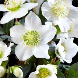 Plants by frank Set van 12 kerstroos planten | 12x Helleborus niger 'Christmas Carol' (8721001420384)