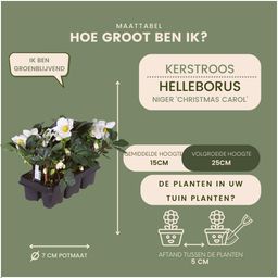Plants by frank Set van 12 kerstroos planten | 12x Helleborus niger 'Christmas Carol' (8721001420384)