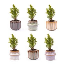 Mini kerstboom set 6 - Inclusief pot set Barcelona (8720872023397)