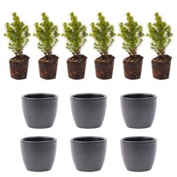 Mini-kerstboom set 6 - inclusief Boule Antraciet pot (8720872023465)