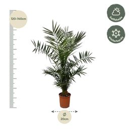 Phoenix Canariensis - 140 cm - Ø21cm (8721081686434)