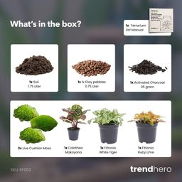 Planten terrarium navulling & startpakket - Calathea Makoyana - Package 2 (8720872020556)