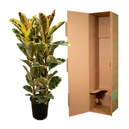 Ficus Elastica Tineke struik - 140 cm - Ø28cm (8721081685307)