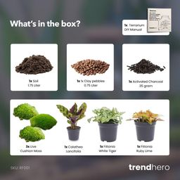 Planten terrarium navulling & startpakket - Calathea Lancifolia (14654)