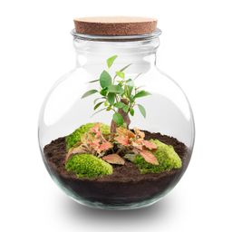 DIY Planten terrarium (met licht) - Teddy Bonsai - Ø 25 cm ↑ 26,5 cm - No tools (8720726958417)