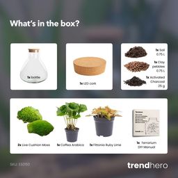 DIY terrarium - Sammie Coffea Red - Ø 22,5 cm ↑ 27 cm - No tools (8720872020365)