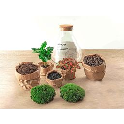 DIY terrarium - Sammie Coffea Red - Ø 22,5 cm ↑ 27 cm - No tools (8720872020365)