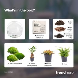 DIY Planten terrarium tweedelig bolglas - Dome XL Bonsai - Ø 28 cm ↑ 28 cm - No tools (8719327599839)