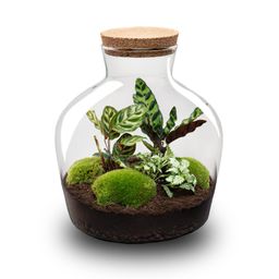 DIY Planten terrarium met licht - Fat Joe - Ø 29 cm ↑ 30 cm - No tools (8719326972442)
