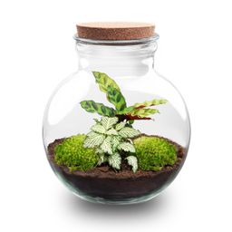 DIY Planten terrarium (met licht) - Teddy - Ø 25 cm ↑ 26,5 cm - No tools (8719327448649)