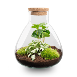 DIY Planten terrarium – Sammie Coffea White – ↕ 27 cm (8719326972404)