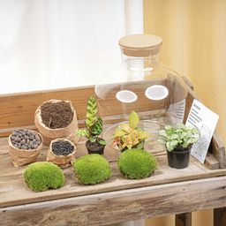 DIY Planten terrarium met licht - Fat Joe Red - Ø 29 cm ↑ 30 cm - No Tools (8720726958592)