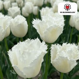 Tulpenbollen Honeymoon – 20 Stuks | KH Bloembollen® | Witte Kartelrand Tulp – Elegant & Uniek – Cadeau voor Tuin of Pot – Maat 11/12 – Ver (51140)