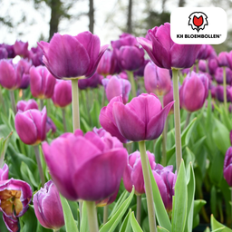 Tulpenbollen Purple Prince – 20 Stuks | KH Bloembollen® | Paars-Violet Tulp – Krachtig & Koninklijk – Voor Tuin of Pot – Maat 11/12 – Vers (51172)