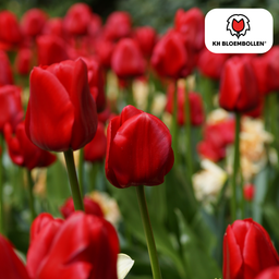 Tulpenbollen Ile de France – 20 Stuks | KH Bloembollen® | Dieprode Tulp – Klassiek, Krachtig & Elegant – Voor Tuin of Pot – Maat 11/12 – V (51162)