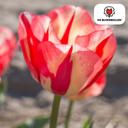 Tulpenbollen Spring Break – 20 Stuks | KH Bloembollen® | Rood-Oranje Tulp – Vurig, Energiek & Opvallend – Voor Tuin of Pot – Maat 11/12 –  (51176)