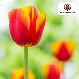 Tulpenbollen Dow Jones – 20 Stuks | KH Bloembollen® | Rood-Geel Gestreepte Tulp – Opvallend & Kleurrijk – Cadeau voor Tuin of Pot – Maat 11/ (51144)