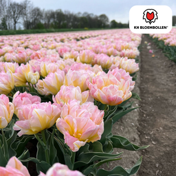 Tulpenbollen Password – 20 Stuks | KH Bloembollen® | Roze Dubbelbloemige Tulp – Vol, Zacht & Romantisch – Voor Tuin of Pot – Maat 11/12 –  (51170)