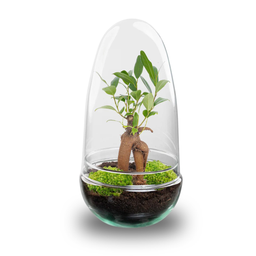 DIY Planten terrarium tweedelig bolglas - Egg Bonsai - Ø 12 cm ↑ 25 cm (8720872020136)