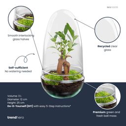 DIY Planten terrarium tweedelig bolglas - Egg Bonsai - Ø 12 cm ↑ 25 cm (8720872020136)