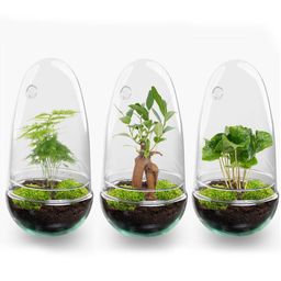 DIY Planten terrarium tweedelig bolglas - Egg Bonsai - Ø 12 cm ↑ 25 cm (8720872020136)