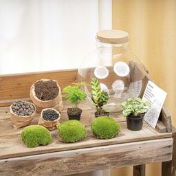 DIY Planten terrarium (met verlichting) - Bolder Bob - Ø 31 cm ↑ 30 cm - Met LED-kurk (8719327448625)