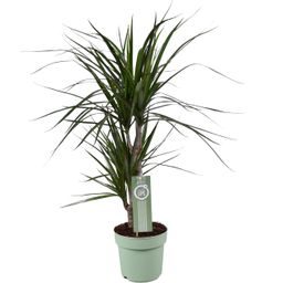 Dracaena Marginata (10761)