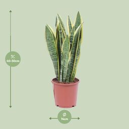 Sansevieria Trifasciata Laurentii (8720634284813)