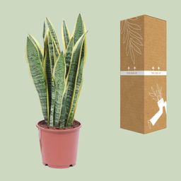 Sansevieria Trifasciata Laurentii (8720634284813)