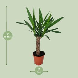 Yucca (16127)