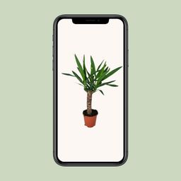 Yucca (16127)