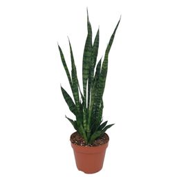 Sansevieria Zeylanica (9579)