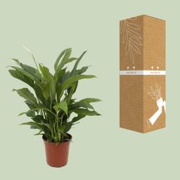 Spathiphyllum Torelli P17 (25314)