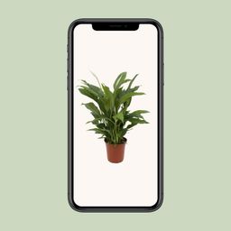 Spathiphyllum Torelli P17 (25314)
