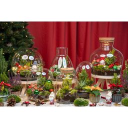 Holly Christmas terrarium - Bottle garden DIY kit - Ø 29 cm ↑ 30 (8720872025209)