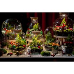 Holly Christmas terrarium - Bottle garden DIY kit - Ø 29 cm ↑ 30 (8720872025209)